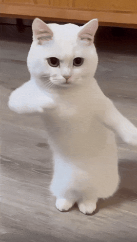 dancing_cat